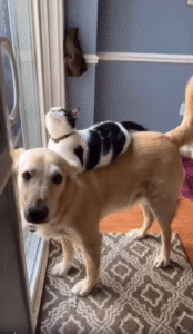 “내 자리는 여기야!” 고양이와 강아지의 변치 않는 우정