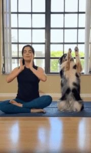 누가 더 잘하나 해보자! 요가 자세 따라 하는 댕댕이의 놀라운 집중력