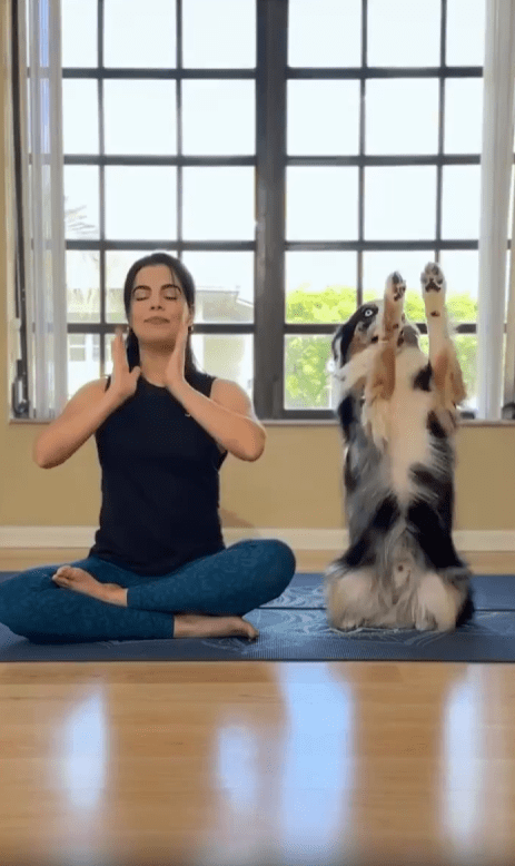 출처 : Reddit / 매트위에서 요가를 하는 여성 그 앞에는 강아지가 여성이 하고있는 요가의 동작을 따라하고 있다