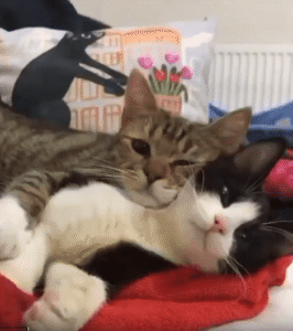 오늘은 네가 내 베개야 두 고양이의 깊은 신뢰와 포근한 낮잠 시간