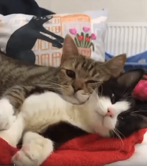 출처 : Reddit / 검은색과 흰색 고양이를 베개삼아 누워 있는 줄무늬 고양이.