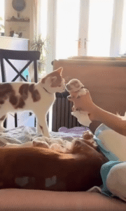 조용한 수호자 새끼 강아지들 곁을 떠나지 않는 고양이의 특별한 마음