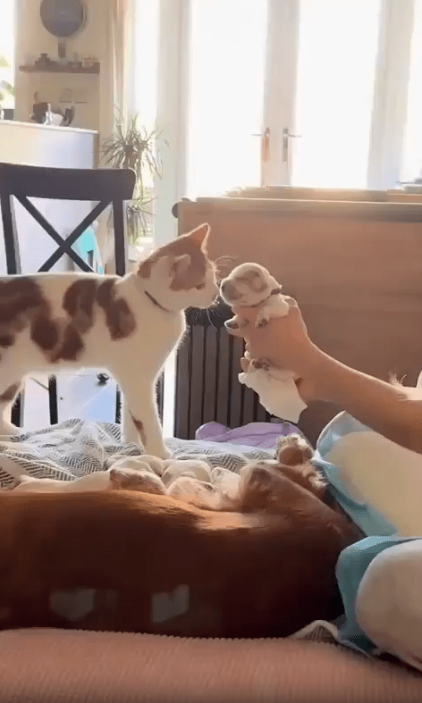 출처 : Reddit / 어미 강아지와 새끼 강아지들 그리고 한고양이가 있다 고양이는 새끼 강아지에게 관심이 많은지 주변에 계속 머무른다