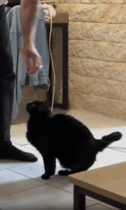 두 앞발로 전하는 교감, 고양이와 주인의 특별한 스텝