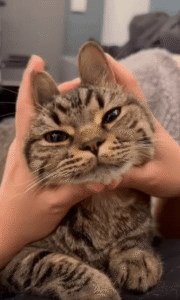 귀 장난에도 끄떡없는 고양이의 인내심