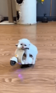 장난감 오토바이를 탄 새끼 고양이의 첫 운전 연습