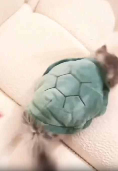 출처 : Reddit / 소파위로 거북이가 기어간다 주인이 뒤집어 보니 거북이가 아니고 거북이 등껍질 인형을 쓴 귀여운 새끼 고양이였다