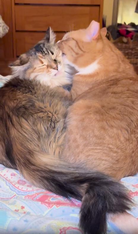 출처 : Reddit /  노라와 에드가 서로를 다듬고 있다