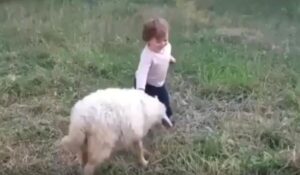 아이와 노는 양, 박치기에도 마음이 담겨있다