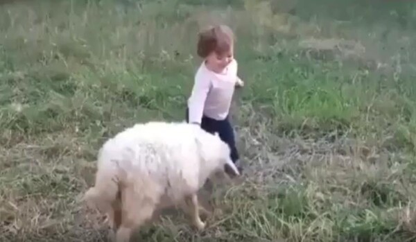 출처 : Reddit / 양은 아이와 놀고싶은듯 펄쩍펄쩍 뛰다가 아이에게 박치기를 한다 하지만 양은 힘조절을 할줄 아는듯 아이와 살짝 부딪치고 아이는 꺄르르 하며 넘어진다