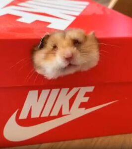 나이키 박스를 정복한 햄스터 Just Do It?