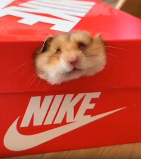 출처 : Reddit / 신발 박스 옆으로 작게난 구멍으로 햄스터 얼굴이 나와있다 햄스턴는 다시 얼굴을 뺴려고 뒤로 당기는데 얼굴이 뭉개지고 있다