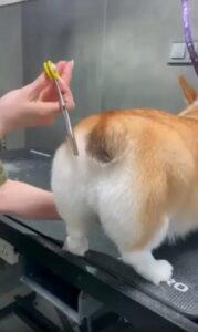 자르지 마세요, 거긴 제 감정선이에요  미용사 앞에서 꼬리로 말하는 웰시코기