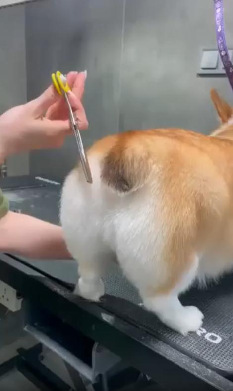 출처 : Reddit /  미용사는 강아지의 꼬리털을 가위로 자르려고 하는데 가위질을 할때마다 꼬리를 살짝살짝 피한다