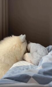 이런 사랑, 사양할게요 고양이의 냉정한 한 방에 무너진 사모예드의 순애보