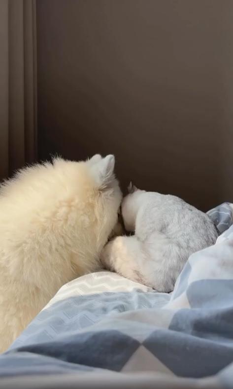 출처 : Reddit / 사모예드가 침대위에 있는 고양이에게 관심을 보인다 고양이는 그것이 싫은지 뒷발로 사모예드를 밀어낸다