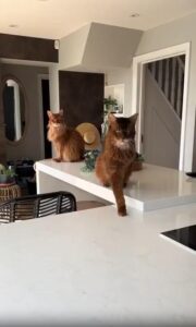 우리 좀 멋지지 않아?  소말리 고양이 자매의 테이블 런웨이