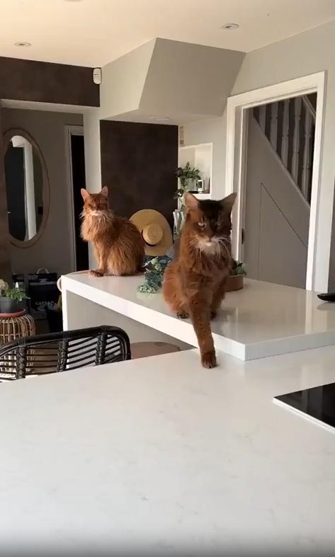 출처 : Reddit /  테이블위의 소말리고양이2마리가있다 고양이가 한마리씩 카메라 앞으로 다가와 멋진털을 뽐낸다