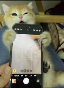 이 정도면 셀카 장인  스마트폰 잡고 얼굴 들이민 고양이의 순간 포착
