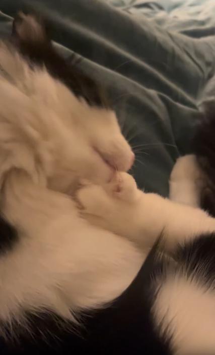 출처 : Reddit /  이불위에 누워서 발가락사이와 젤리를 열심히 청소중인 고양이