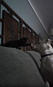 강아지 토미의 따뜻한 손길 새 식구 키키를 향한 첫 인사