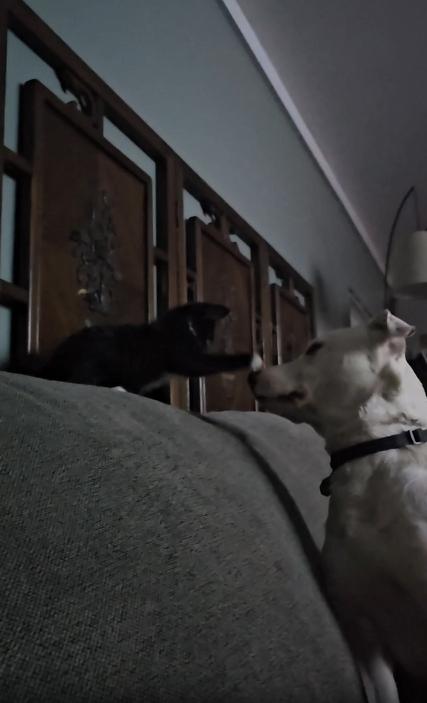 출처 : Reddit /  강아지 토미가 소파 등받이 위에 있는 새끼 고양이 키키를 쓰다듬어 주고 있다.