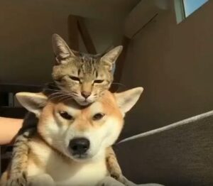 강아지 머리 위 고양이 머리 묘하게 완벽한 포개짐의 순간