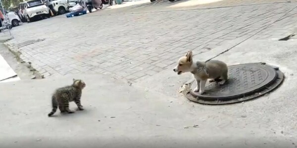 출처 : Reddit /  고양이는 강아지가 목줄때문에 더 올수 없다는 걸알고 놀리듯 누운채 천천히 다가간다