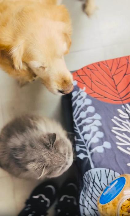 출처 : Reddit /  고양이와 개가 고개를들어 주인에게 시선이 향한다 주인은 간식을 집어 개와 고양이에게 번갈아 가며 간식을 나눠준다