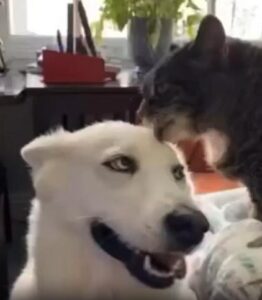 침대 위에서 다정함을 전한 고양이