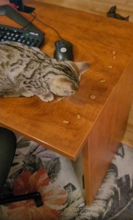 출처 : Reddit / 테이블위에는 간식들이 떨어져있고 고양이한마리가 간식을 먹고있다 밑에서 테이블위를 보던 강아지가 두발로서서 테이블위의 간식을 훔쳐먹는다