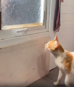 손잡이를 위로 당긴 다음 문을 여는 법까지 아는 똑똑한 고양이의 외출 준비