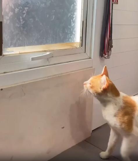 출처 : Reddit / 손잡이가 있는 창문앞에 있는 고양이. 고양이는 손잡이를 앞발로 당기고 창문을 앞으로 밀어 창문을 연뒤에 밖으로 나간다