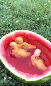 수박 풀장에서 여름을 즐기는 아기 오리들