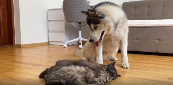 출처 : Reddit / 고양이 2마리가 거실에서 누워있다. 강아지 한마리가 나가와 같이 놀기를 원하는듯 툭툭 건드려보지만 일어날 생각이 없어보인다