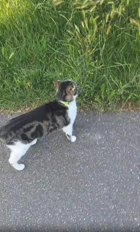 출처 : Reddit / 풀밭과 아스팔트의 경계선에있는 고양이 사람이 다가가자 고양이가 배를 까고 눕는다 사람은 고양이의 배를 쓰다듬어 준다