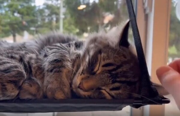 출처 : Reddit / 고양이가 누워있다 고양이의 얼굴을 손가락으로 터치하니 고양이가 고개를살짝 든다 그 순간 고양이의 얼굴밑에서 다른 고양이 한마리가 얼굴을 쑥 내민다