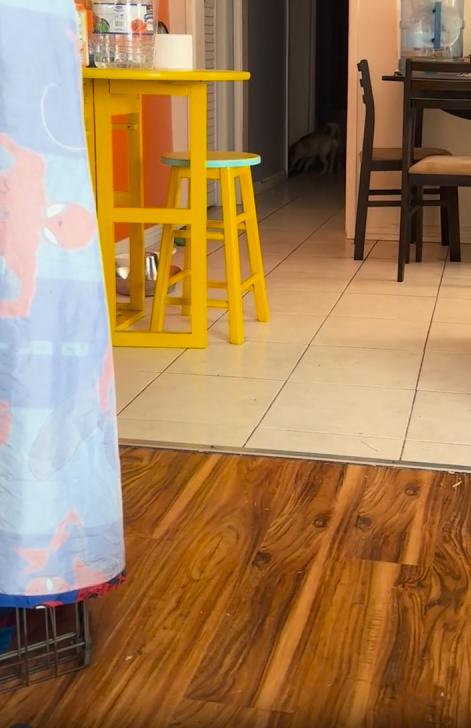 출처 : Reddit / 거실 저편에서 강아지 두마리가 수박 인형일 하나를 서로 입에문체 다가오고있다