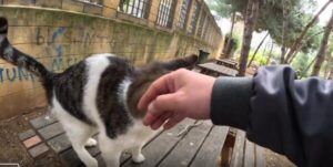 낯선 고양이의 반전 애정표현