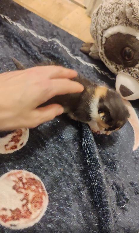 출처 : Reddit /  세 주 된 새끼 고양이 플로라는 껴안는 걸 좋아하는 것 같다