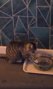 ‘손으로 마시는 물’ 고양이의 특별한 식수법