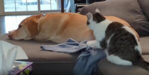 소파 위, 강아지 옆에서 꾹꾹이하는 고양이