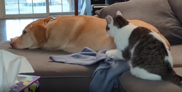 출처 : Reddit / 소파위에 강아지가 엎드려 있다 그옆에는 고양이가 수건에 꾹꾹이를 하고있다