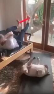 여름 준비는 나도 해볼게요! 통통한 강아지의 홈트 도전기