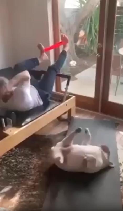 출처 : Reddit / 피트니스 벤치 위에서 운동을 하고있는 주인 그옆에는 바닥에서 같은 포즈를 취하고있는 통통한 강아지가 있다 하지만 강아지는 얼마 따라하지못하고 금방 지쳐서 쉬고있다