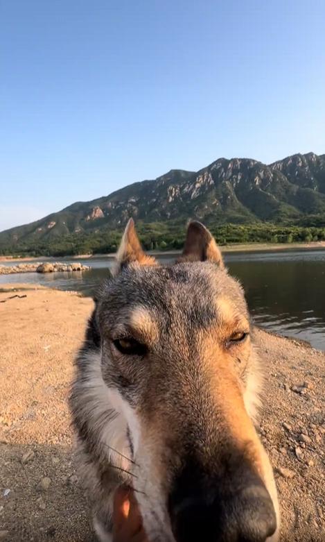 출처 : Reddit / 호수근처 육지 개가 한마리 있고 사람 개를 목덜미 쪽을 쓰다듬고 있다 개는 굉장히 만족스러운지 얼굴을 하늘이 쳐들고 있다