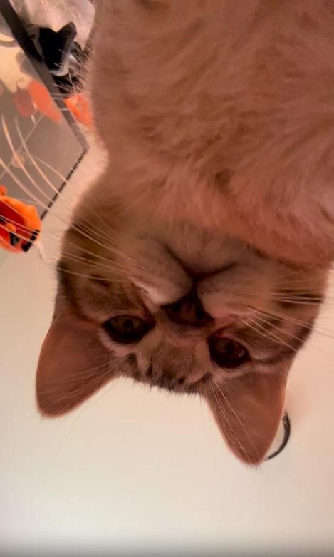 출처 : Reddit / 바닥에서 천장을 본시점으로 녹화된듯하 영상 영상에는 고양이가 바닥을 쳐다보고 있다