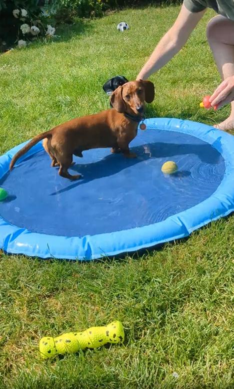 출처 : Reddit / 정원 바닥에 원형 튜브로 된 낮은 풀장이 있고 거기에 물이 찰랑랑거리게 잠겨있고 닥스훈트가 풀장안을 뛰어다니며 놀고있다