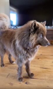 빗질은 사양할게요… 우아한 갈색 강아지의 소심한 후진