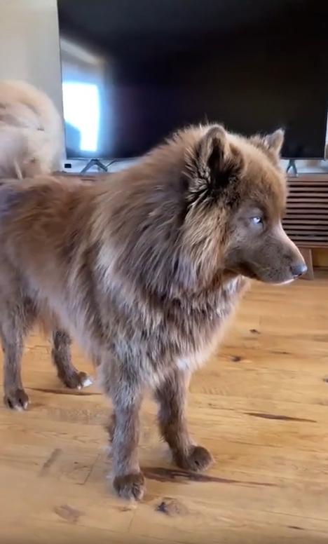 출처 : Reddit / 거실에 아름다운 짙은 갈색빛깔 털을 가진 강아지가 서있다 카메라를 향해 천천히 오더니 주인이 내민 빗에 슬금슬금 물러선다